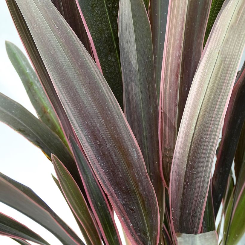Phormium  Pink Stripe - Lin de Nouvelle-Zélande  (Feuillage)