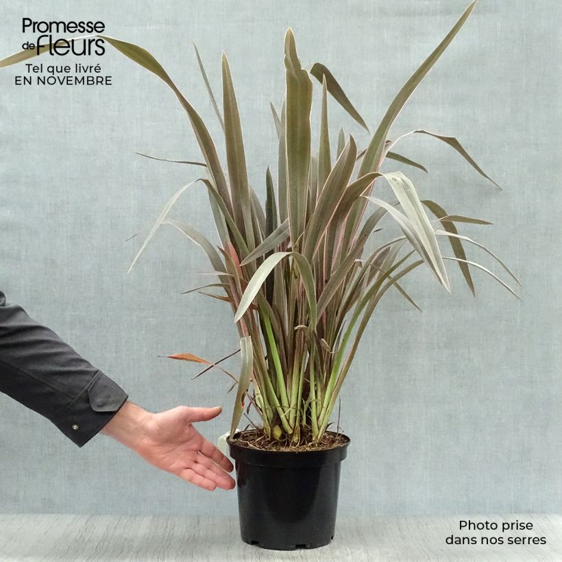 Spécimen de Phormium  Pink Stripe - Lin de Nouvelle-Zélande  tel que livré en automne
