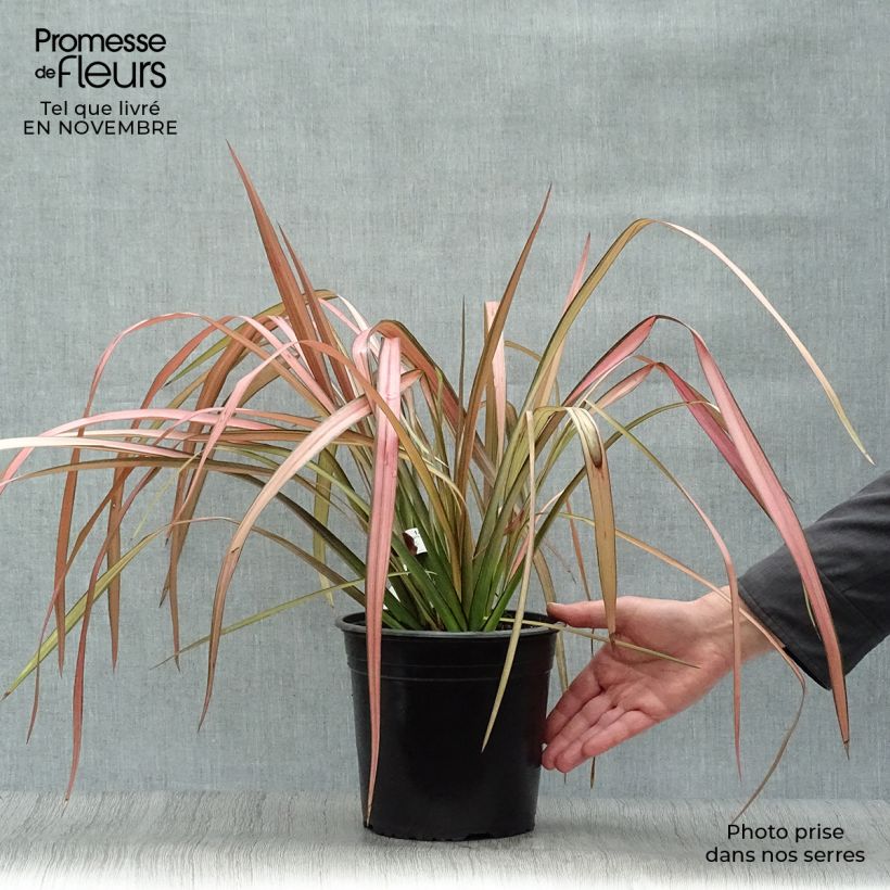 Spécimen de Phormium Rainbow Maiden - Lin de Nouvelle-Zélande Pot de 3L/4L tel que livré en automne