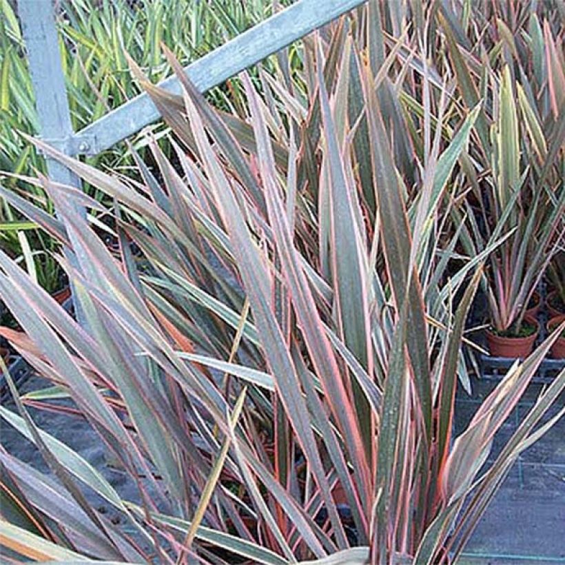 Phormium Rainbow Queen - Lin de Nouvelle-Zélande (Feuillage)