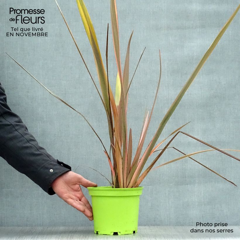 Spécimen de Phormium Rainbow Queen - Lin de Nouvelle-Zélande tel que livré en automne