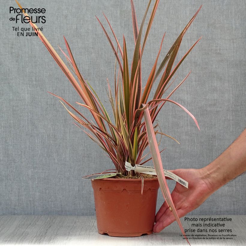 Spécimen de Phormium Rainbow Queen - Lin de Nouvelle-Zélande Pot de 2L/3L tel que livré en été