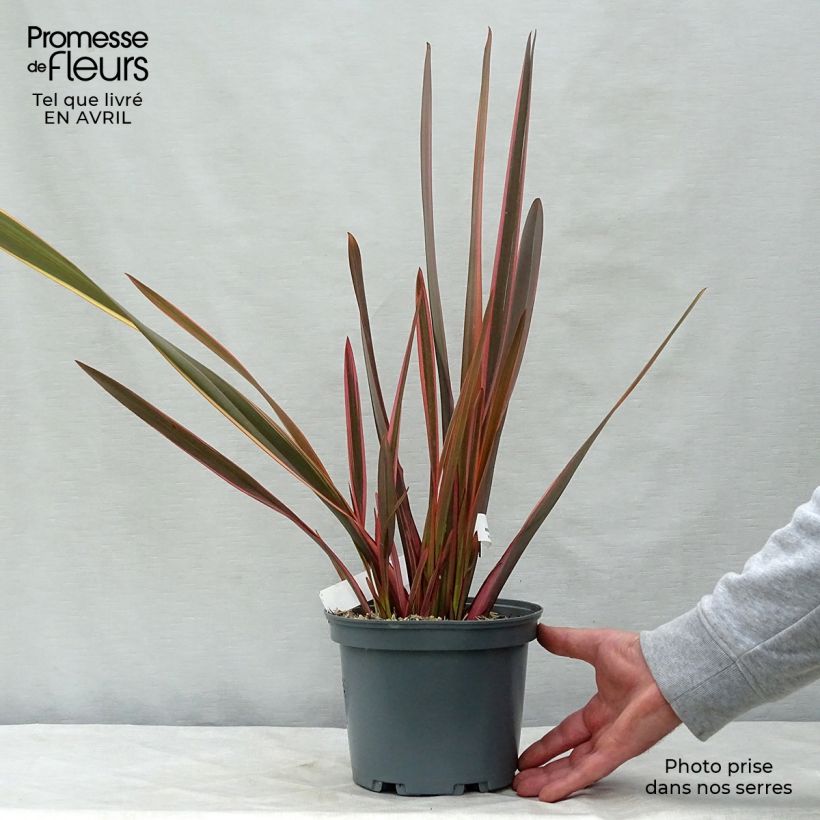 Spécimen de Phormium Rainbow Queen - Lin de Nouvelle-Zélande  tel que livré au printemps
