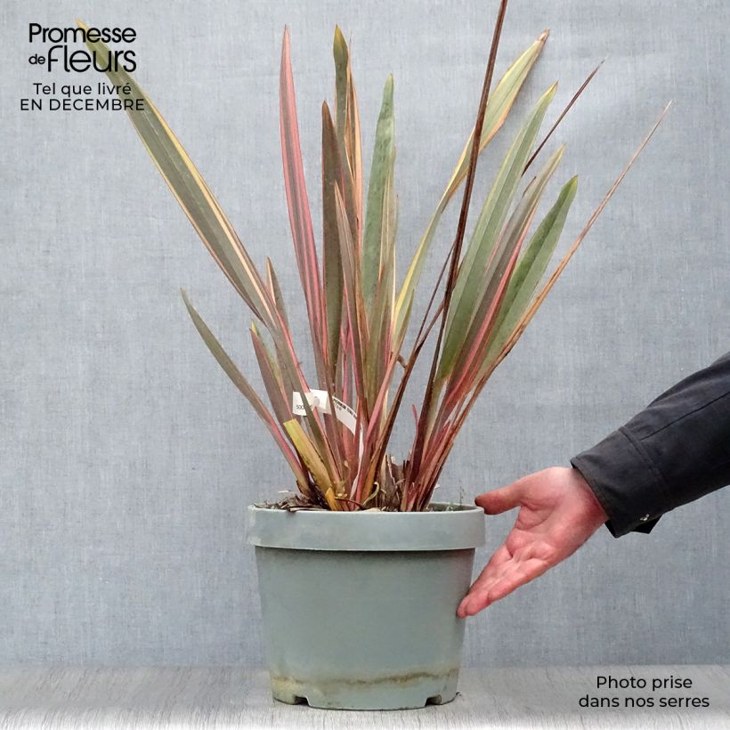 Spécimen de Phormium Rainbow Queen - Lin de Nouvelle-Zélande tel que livré en hiver