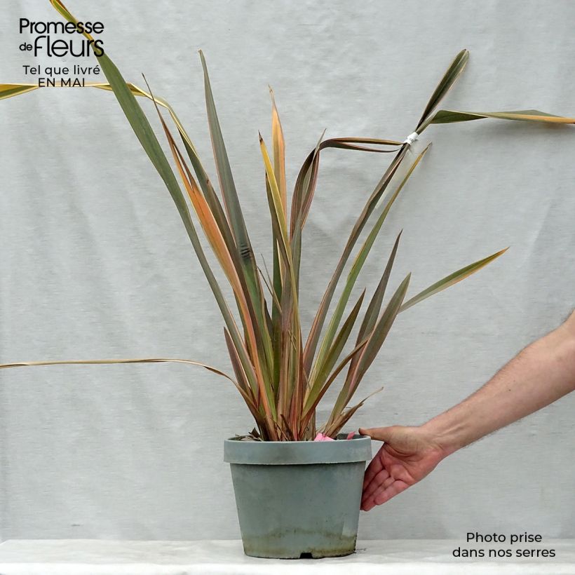 Spécimen de Phormium Rainbow Queen - Lin de Nouvelle-Zélande en pot de 7,5L/10L tel que livré au printemps