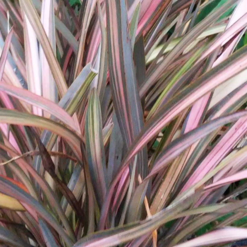 Phormium Rainbow Sunrise - Lin de Nouvelle-Zélande (Feuillage)