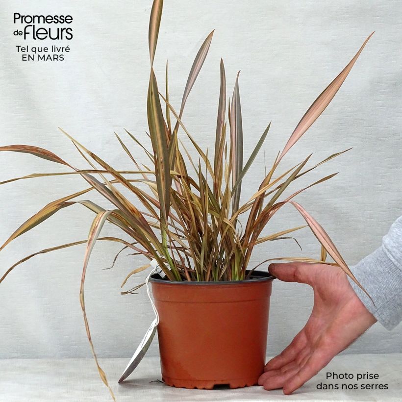 Spécimen de Phormium Rainbow Sunrise - Lin de Nouvelle-Zélande Pot de 3L/4L tel que livré au printemps