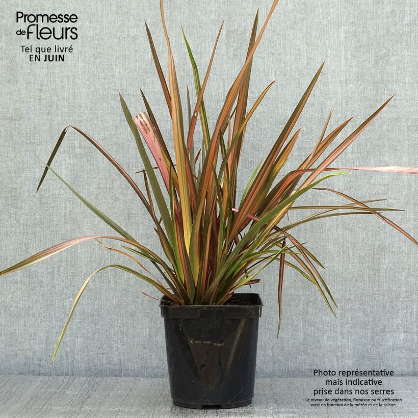Spécimen de Phormium Rainbow Sunrise - Lin de Nouvelle-Zélande Pot de 3L/4L tel que livré en été