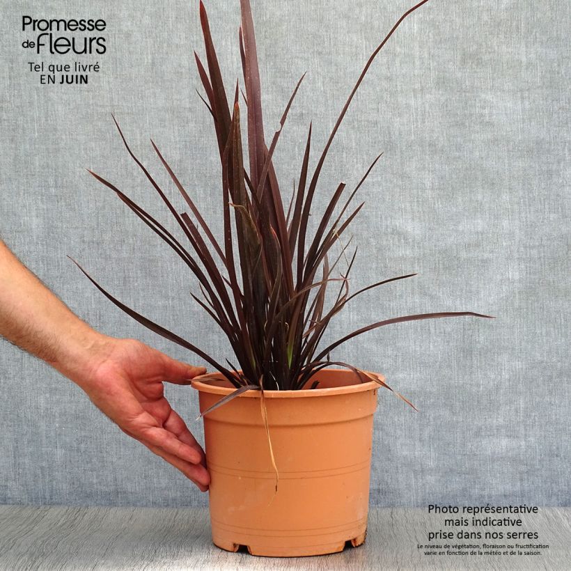 Spécimen de Phormium Special Red - Lin de Nouvelle-Zélande Pot de 4L/5L tel que livré en été