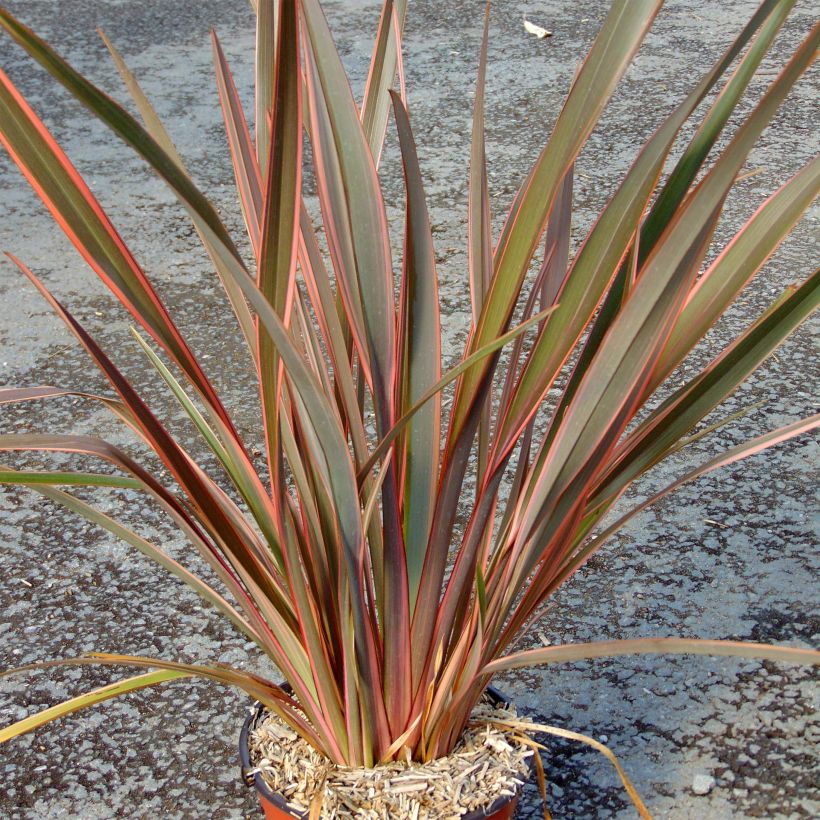 Phormium Sundowner - Lin de Nouvelle-Zélande (Port)