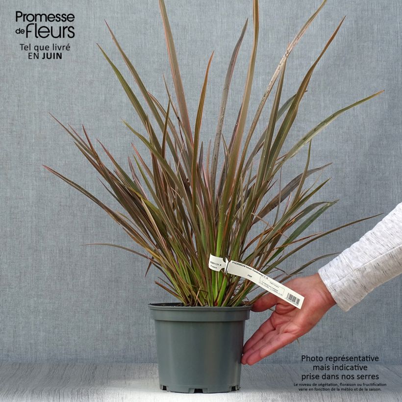 Spécimen de Phormium Sundowner - Lin de Nouvelle-Zélande Pot de 2L/3L tel que livré en été