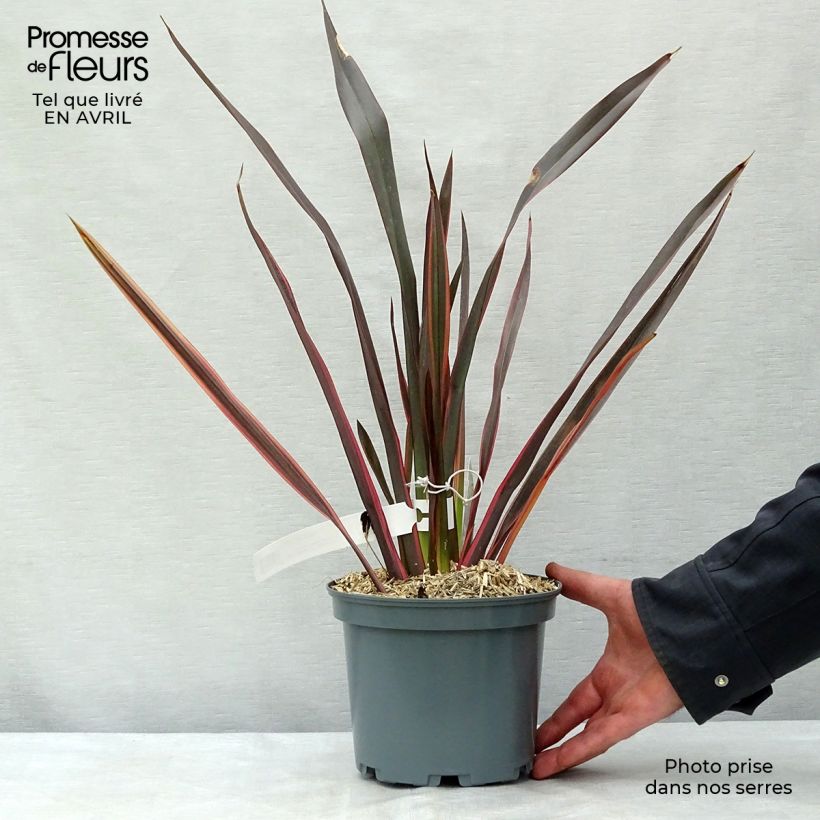 Spécimen de Phormium Sundowner - Lin de Nouvelle-Zélande en pot de 2/3L tel que livré au printemps
