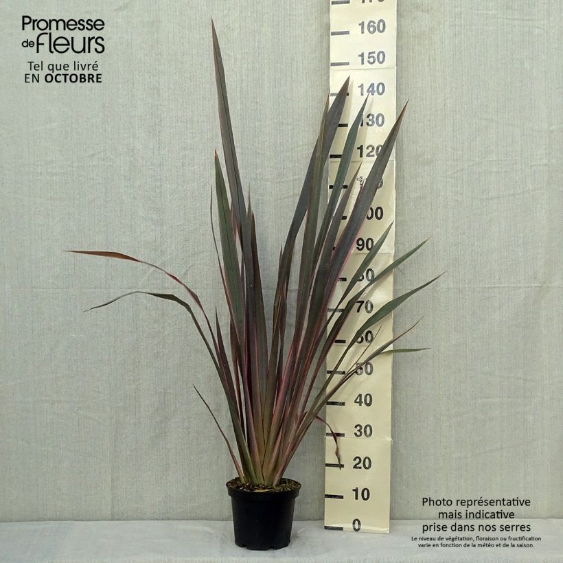Spécimen de Phormium Sundowner - Lin de Nouvelle-Zélande tel que livré en automne