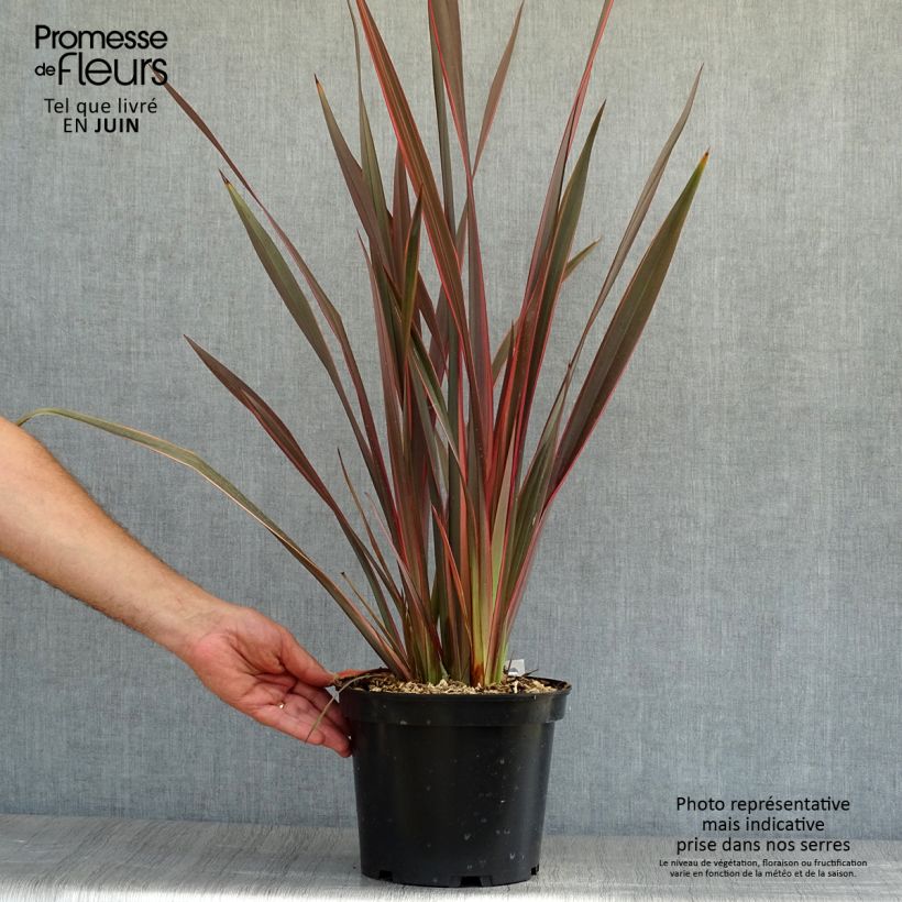 Spécimen de Phormium Sundowner - Lin de Nouvelle-Zélande Pot de 4L/5L tel que livré en été