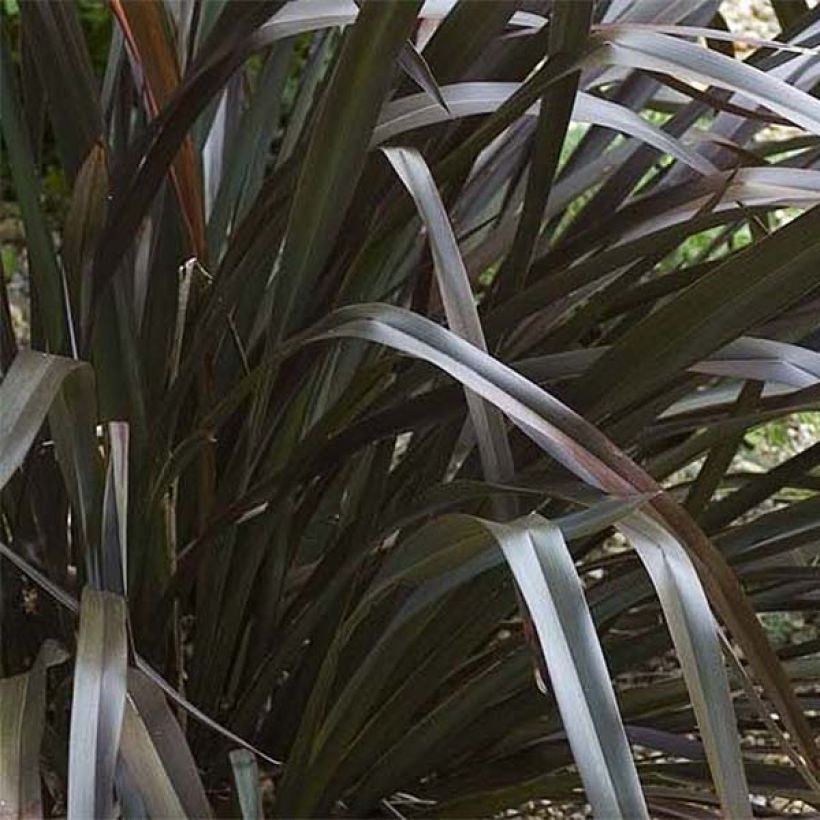 Phormium cookianum Black adder - Lin des Montagnes. (Feuillage)