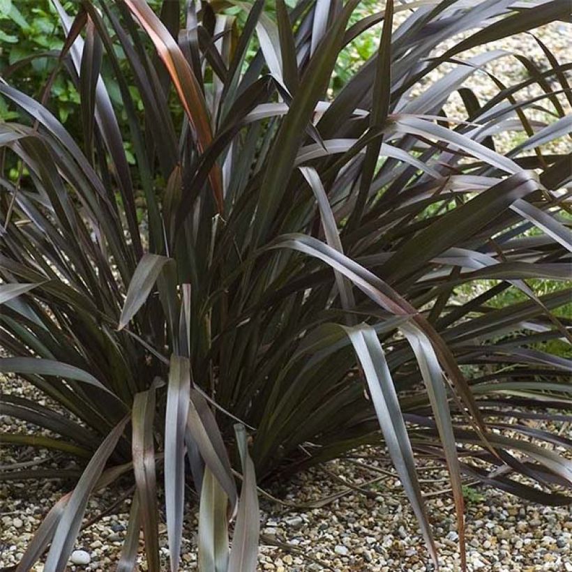 Phormium cookianum Black adder - Lin des Montagnes. (Port)