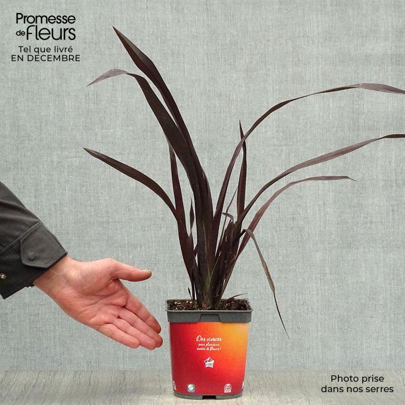 Spécimen de Phormium cookianum Black adder - Lin des Montagnes. tel que livré en hiver