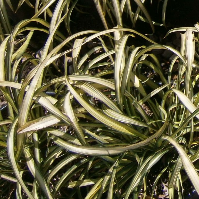 Phormium cookianum Blondie - Lin de Nouvelle-Zélande (Feuillage)