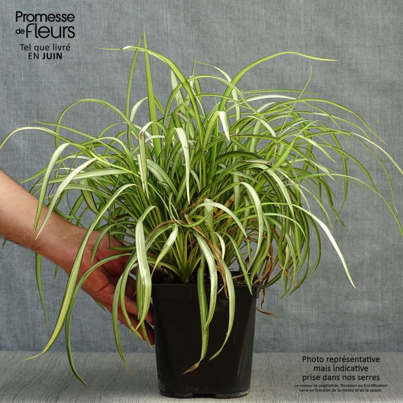 Spécimen de Phormium cookianum Blondie - Lin de Nouvelle-Zélande Pot de 4L/5L tel que livré en été