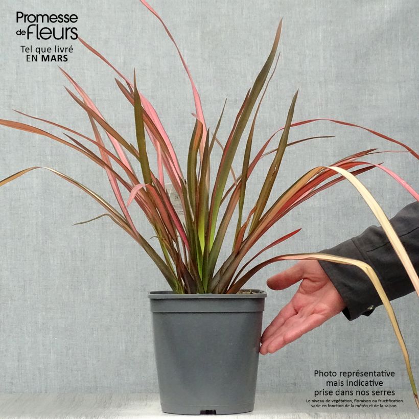 Spécimen de Phormium cookianum Maori Maiden - Lin de Nouvelle-Zélande Pot de 4L tel que livré au printemps