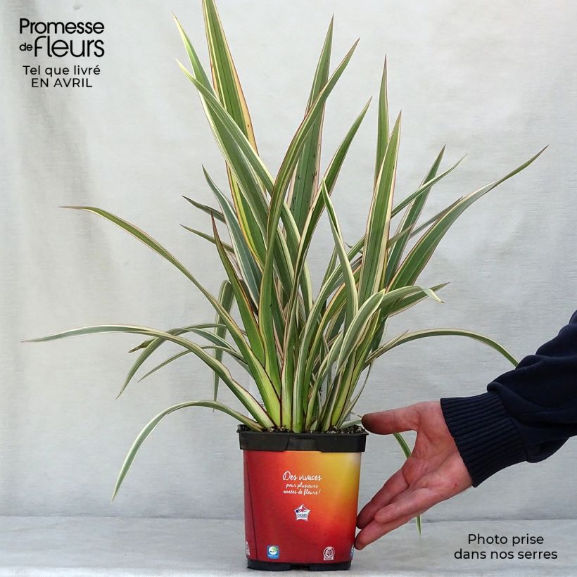 Spécimen de Phormium cookianum Tricolor - Lin des montagnes en pot de 1.5L/2L tel que livré au printemps