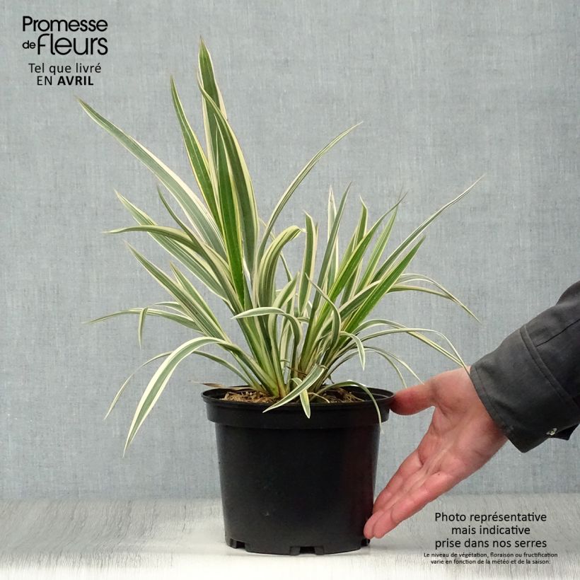 Spécimen de Phormium cookianum Tricolor - Lin des montagnes en pot de 3L/4L tel que livré au printemps