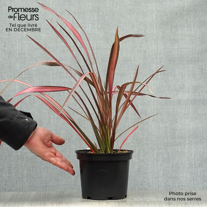 Spécimen de Phormium tenax Evening Glow - Lin de Nouvelle-Zélande tel que livré en hiver