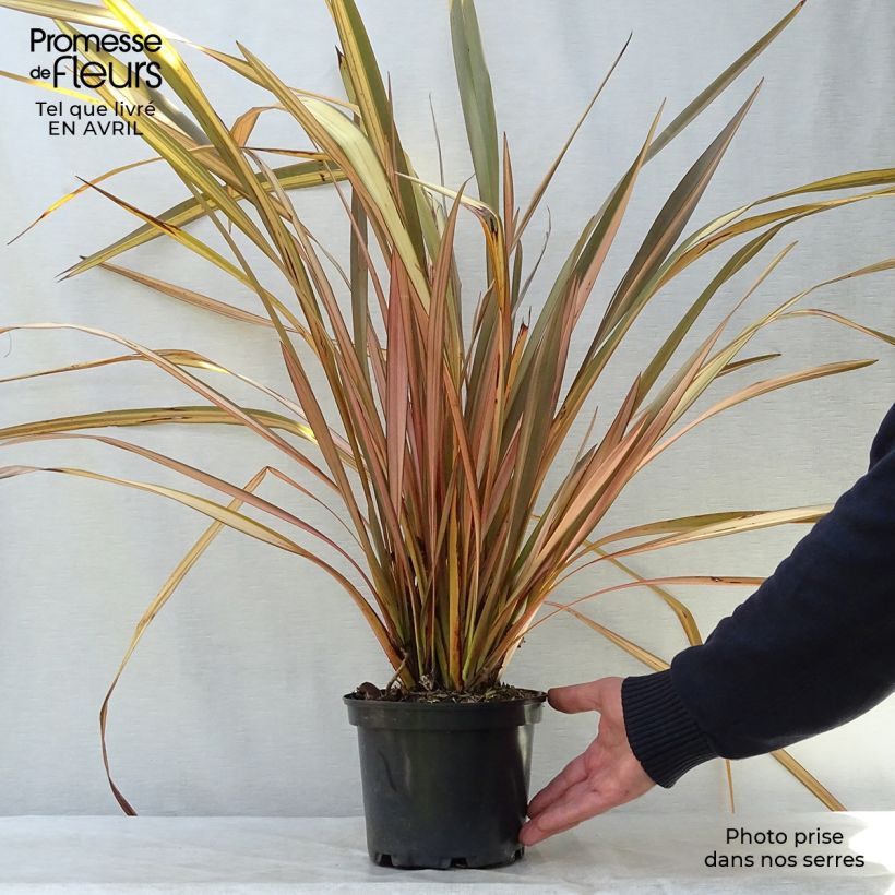 Spécimen de Phormium tenax Evening Glow - Lin de Nouvelle-Zélande en pot de 2L/3L tel que livré au printemps