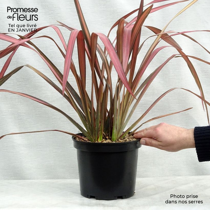 Spécimen de Phormium tenax Evening Glow - Lin de Nouvelle-Zélande tel que livré en hiver