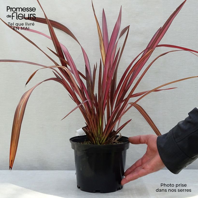 Spécimen de Phormium tenax Evening Glow - Lin de Nouvelle-Zélande en pot de 4L/5L tel que livré au printemps