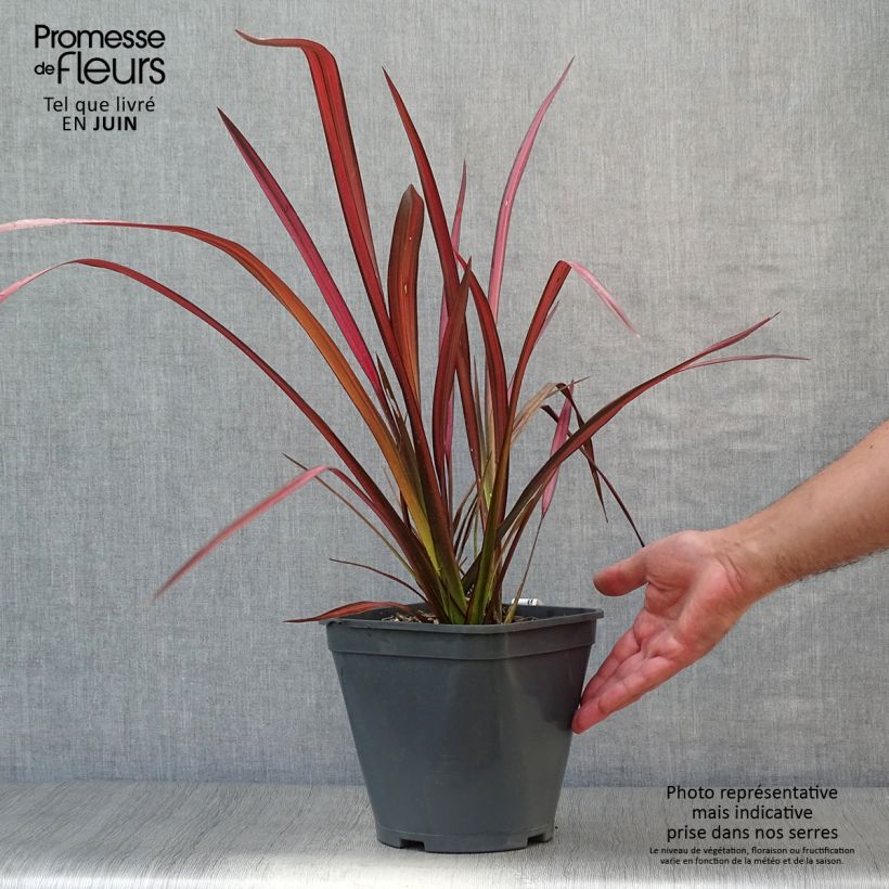 Spécimen de Phormium tenax Evening Glow - Lin de Nouvelle-Zélande Pot de 4L/5L tel que livré en été
