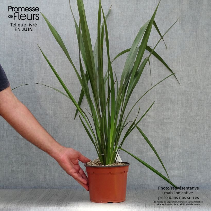 Spécimen de Phormium tenax - Lin de Nouvelle-Zélande Pot de 2L/3L tel que livré en été