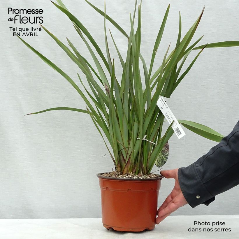 Spécimen de Phormium tenax - Lin de Nouvelle-Zélande pot de 2/3L tel que livré au printemps