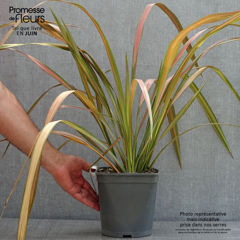 Spécimen de Phormium tenax - Lin de Nouvelle-Zélande pot de 4/5L tel que livré en été