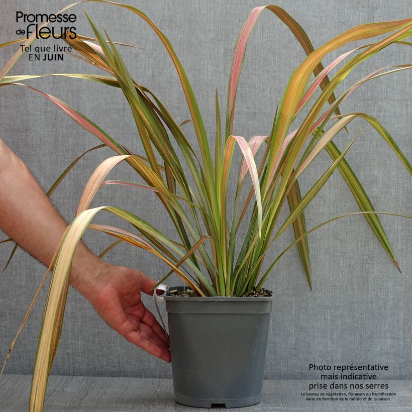 Example of Phormium tenax - Lin de Nouvelle-Zélande as you get in ete