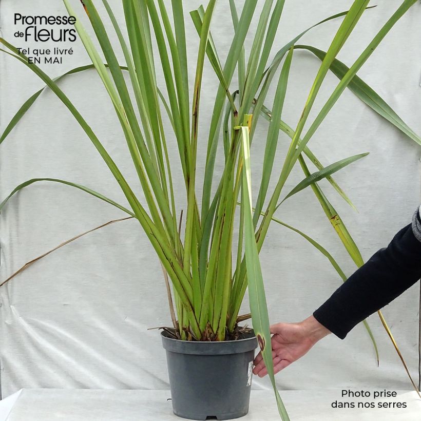 Spécimen de Phormium tenax - Lin de Nouvelle-Zélande pot de 8L tel que livré au printemps