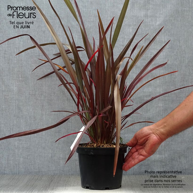 Spécimen de Phormium tenax Purpureum - Lin de Nouvelle-Zélande Pot de 2L/3L tel que livré en été