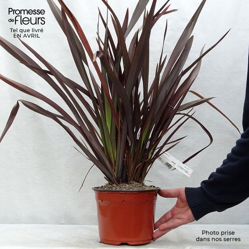 Spécimen de Phormium tenax Purpureum - Lin de Nouvelle-Zélande pot de 3L tel que livré au printemps