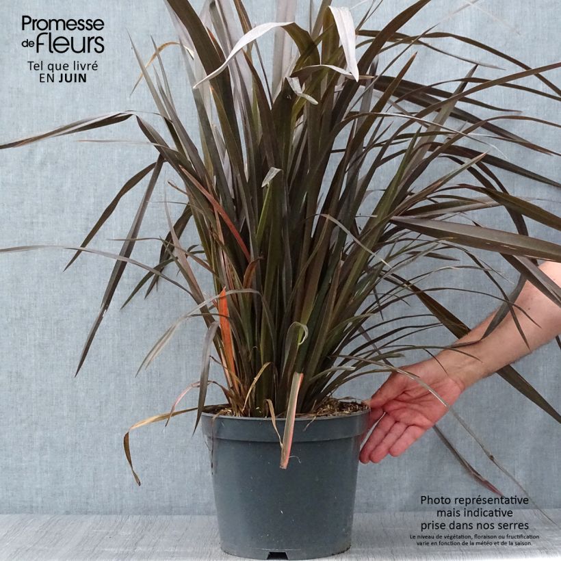 Spécimen de Phormium tenax Purpureum - Lin de Nouvelle-Zélande Pot de 7,5L/10L tel que livré en été