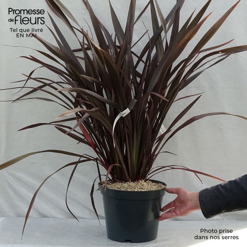 Spécimen de Phormium tenax Purpureum - Lin de Nouvelle-Zélande pot de 8L tel que livré au printemps