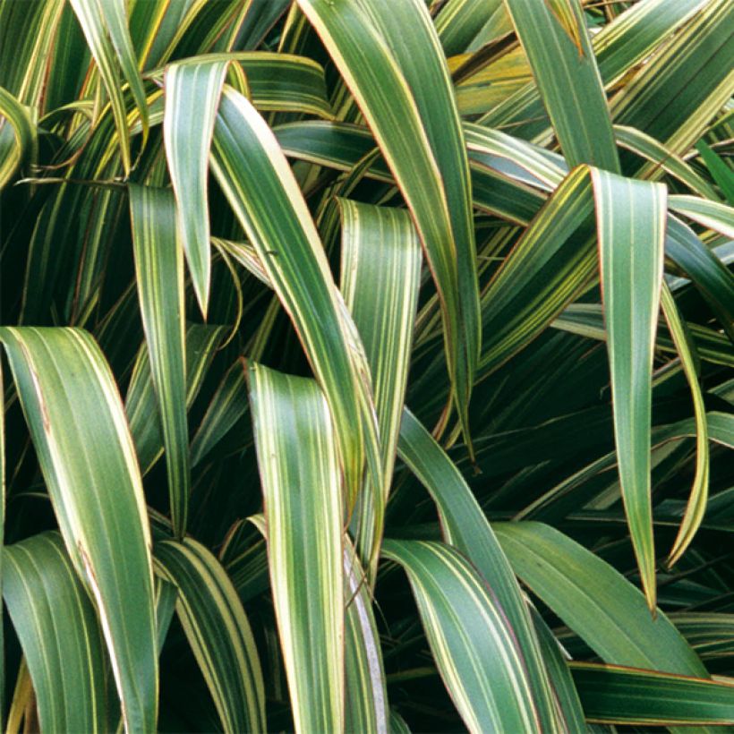 Phormium tenax Variegatum - Lin de Nouvelle-Zélande (Feuillage)