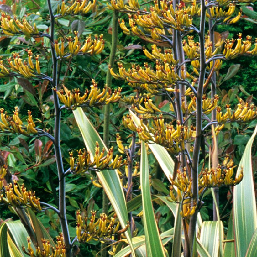 Phormium tenax Variegatum - Lin de Nouvelle-Zélande (Floraison)