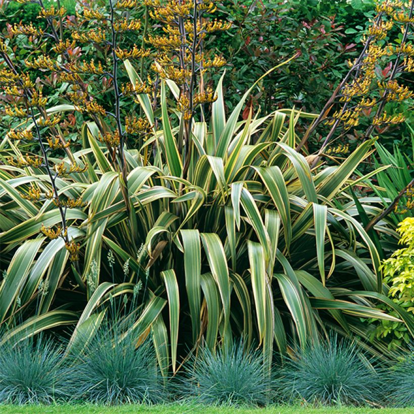 Phormium tenax Variegatum - Lin de Nouvelle-Zélande (Port)