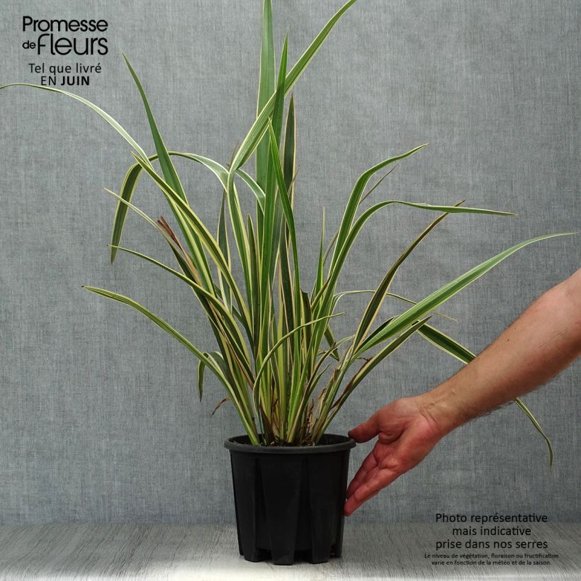 Spécimen de Phormium tenax Variegatum - Lin de Nouvelle-Zélande Pot de 2L/3L tel que livré en été