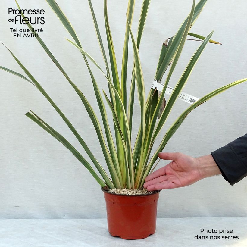 Spécimen de Phormium tenax Variegatum - Lin de Nouvelle-Zélande pot de 3L tel que livré au printemps