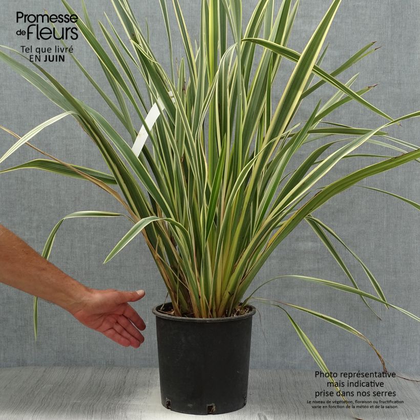 Spécimen de Phormium tenax Variegatum - Lin de Nouvelle-Zélande Pot de 7,5L/10L tel que livré en été
