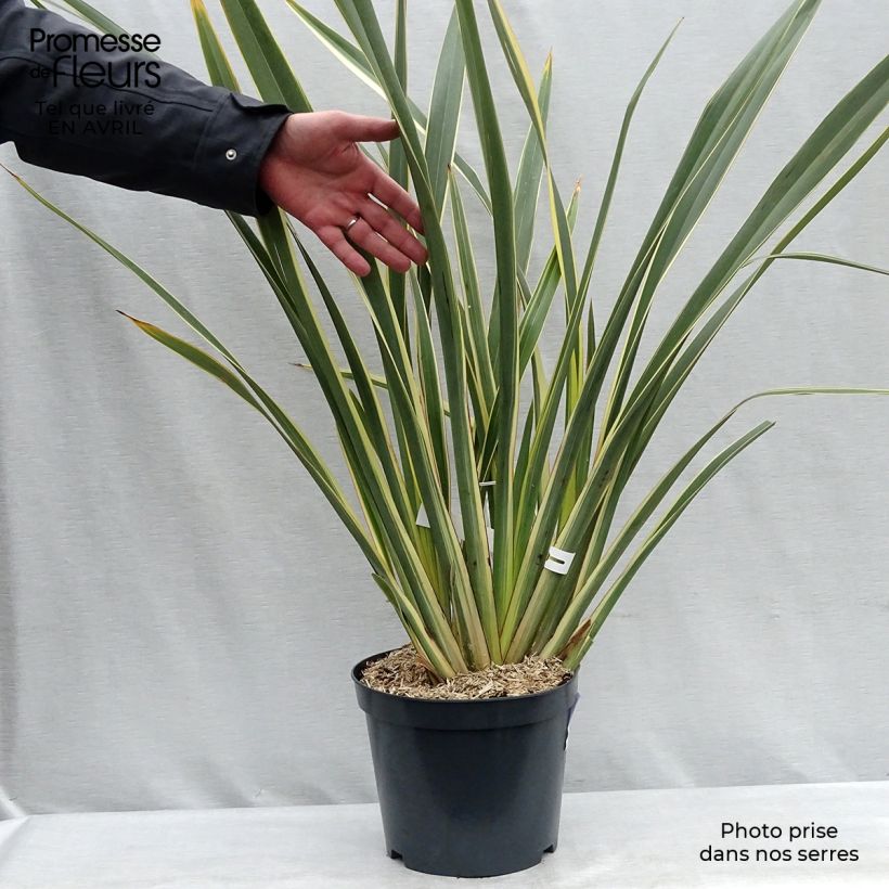 Spécimen de Phormium tenax Variegatum - Lin de Nouvelle-Zélande pot de 8L tel que livré au printemps