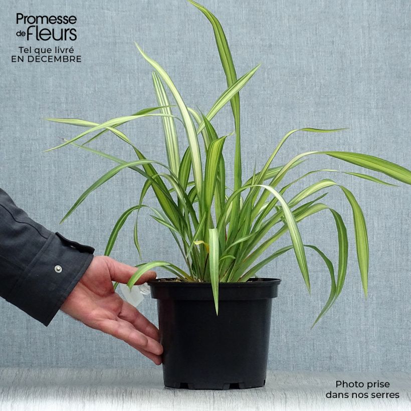 Spécimen de Phormium tenax Yellow Wave - Lin de Nouvelle-Zélande  tel que livré en hiver