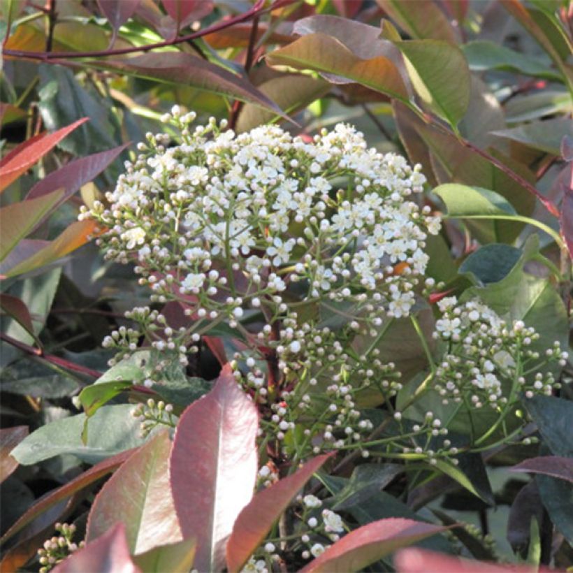 Photinia Little Red Robin (Floraison)