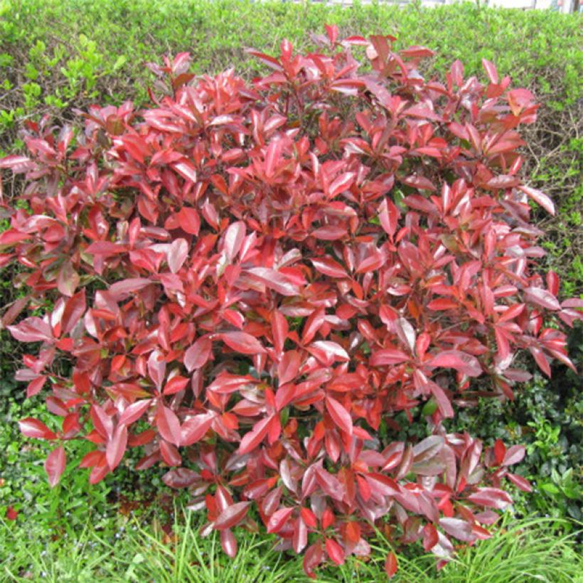 Photinia Little Red Robin (Port)